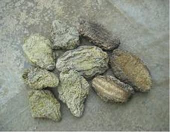 Stone Fish _ Dried Sea Cucumber _ Top quality_ cheap price_